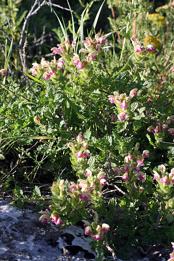 Изображение особи Scutellaria adsurgens.