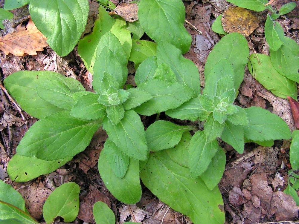 Image of Ajuga multiflora specimen.