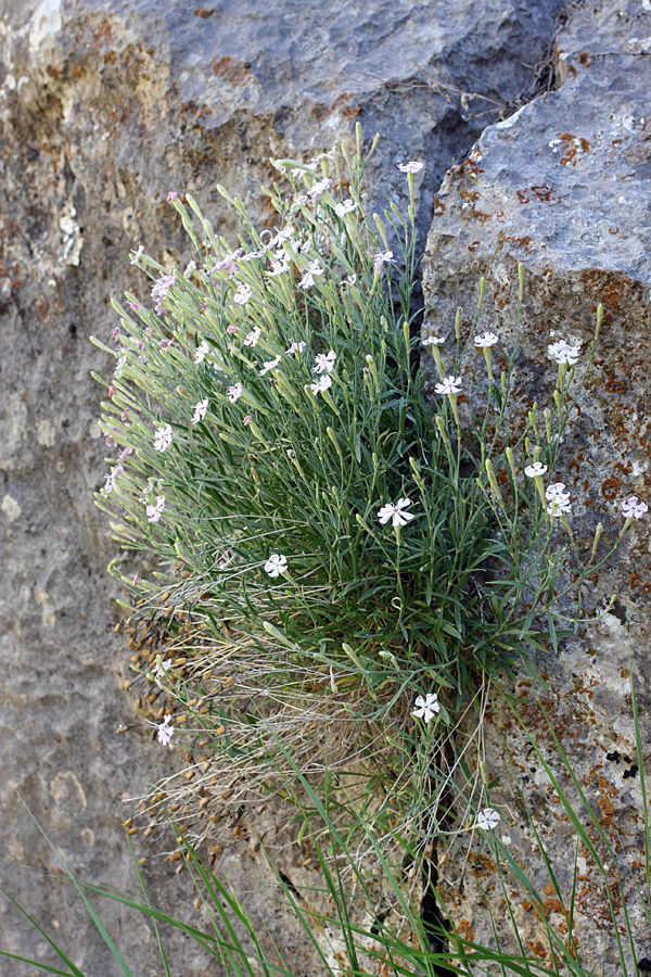 Image of Silene guntensis specimen.