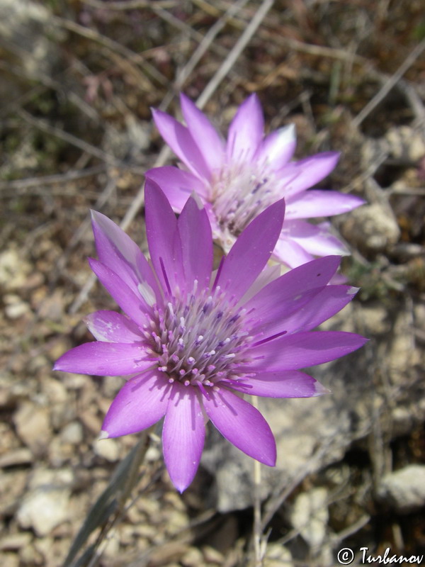 Изображение особи Xeranthemum annuum.