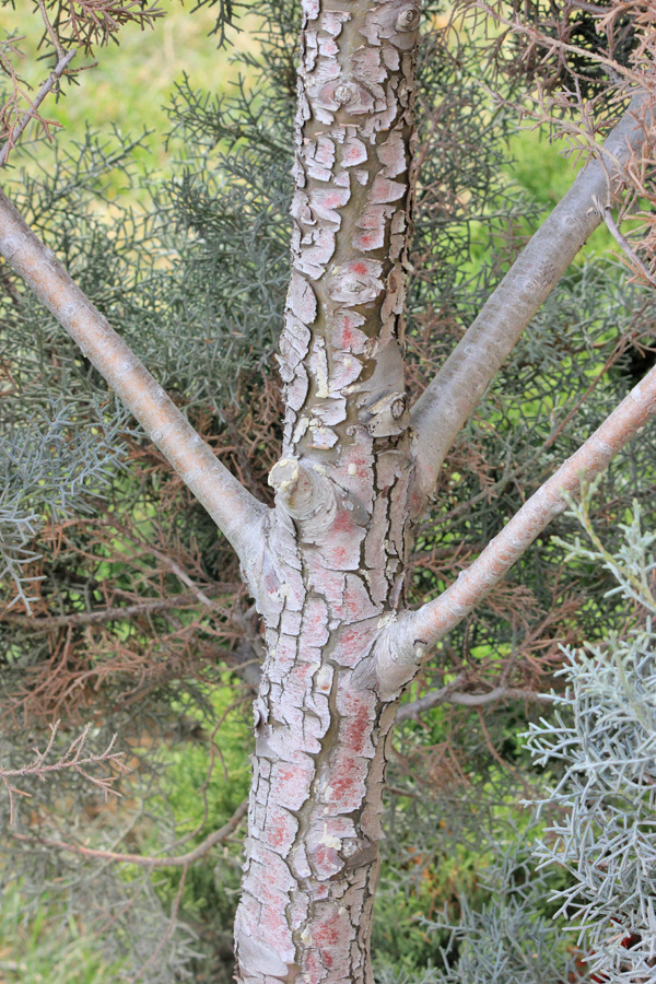 Image of Cupressus arizonica specimen.