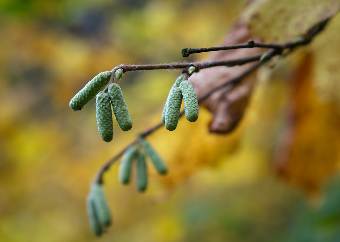 Image of Corylus avellana specimen.