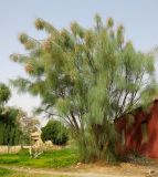 Moringa peregrina