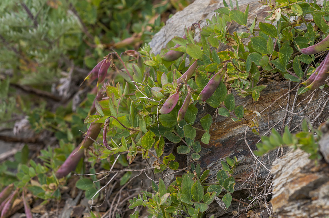 Image of Lathyrus japonicus specimen.