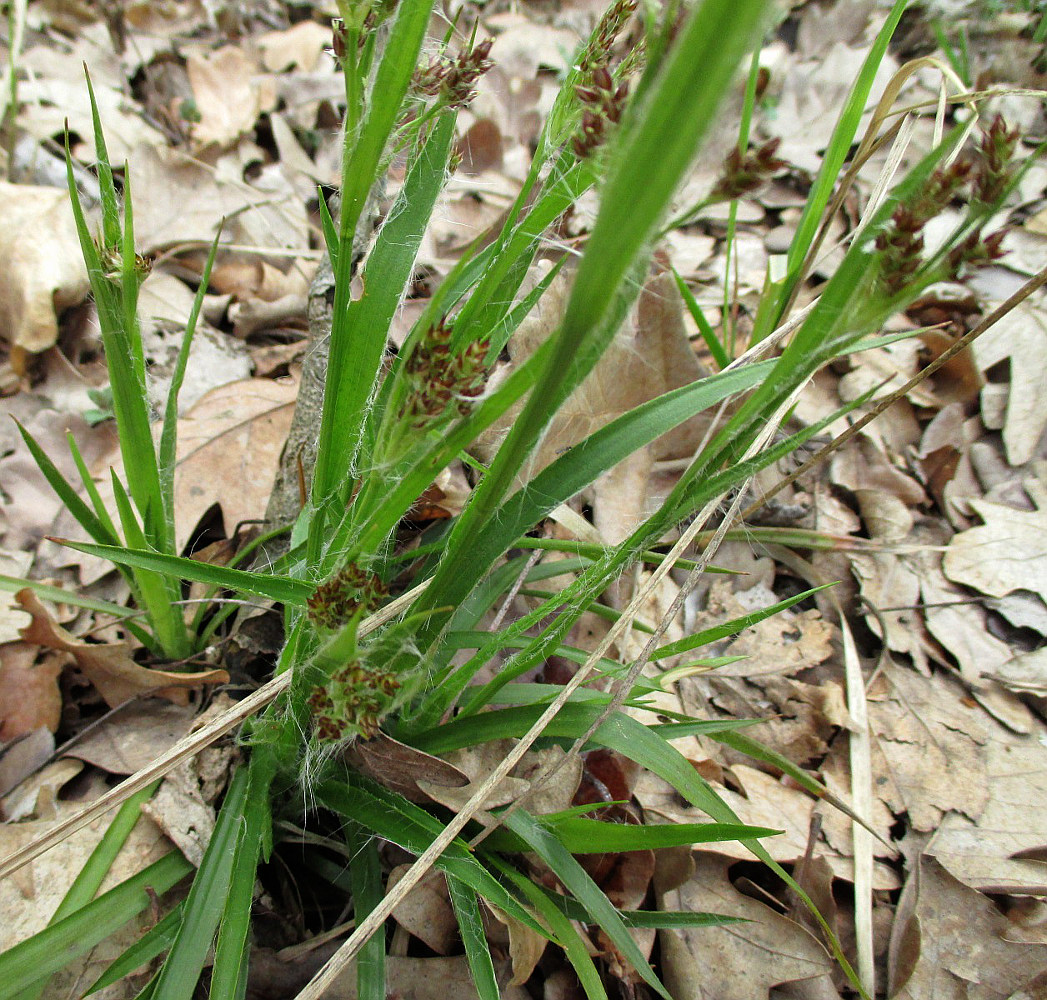 Image of Luzula multiflora specimen.