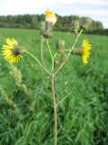 Sonchus arvensis