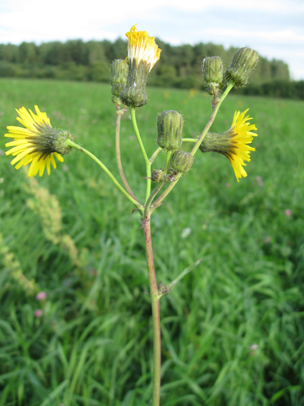 Изображение особи Sonchus arvensis.