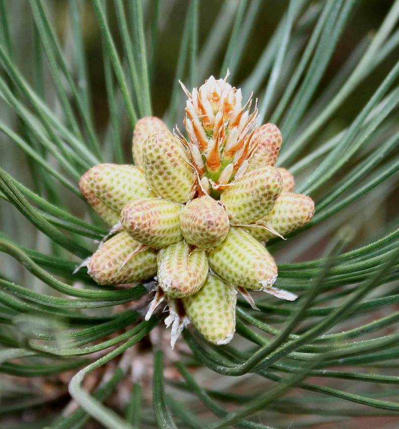 Изображение особи Pinus nigra.