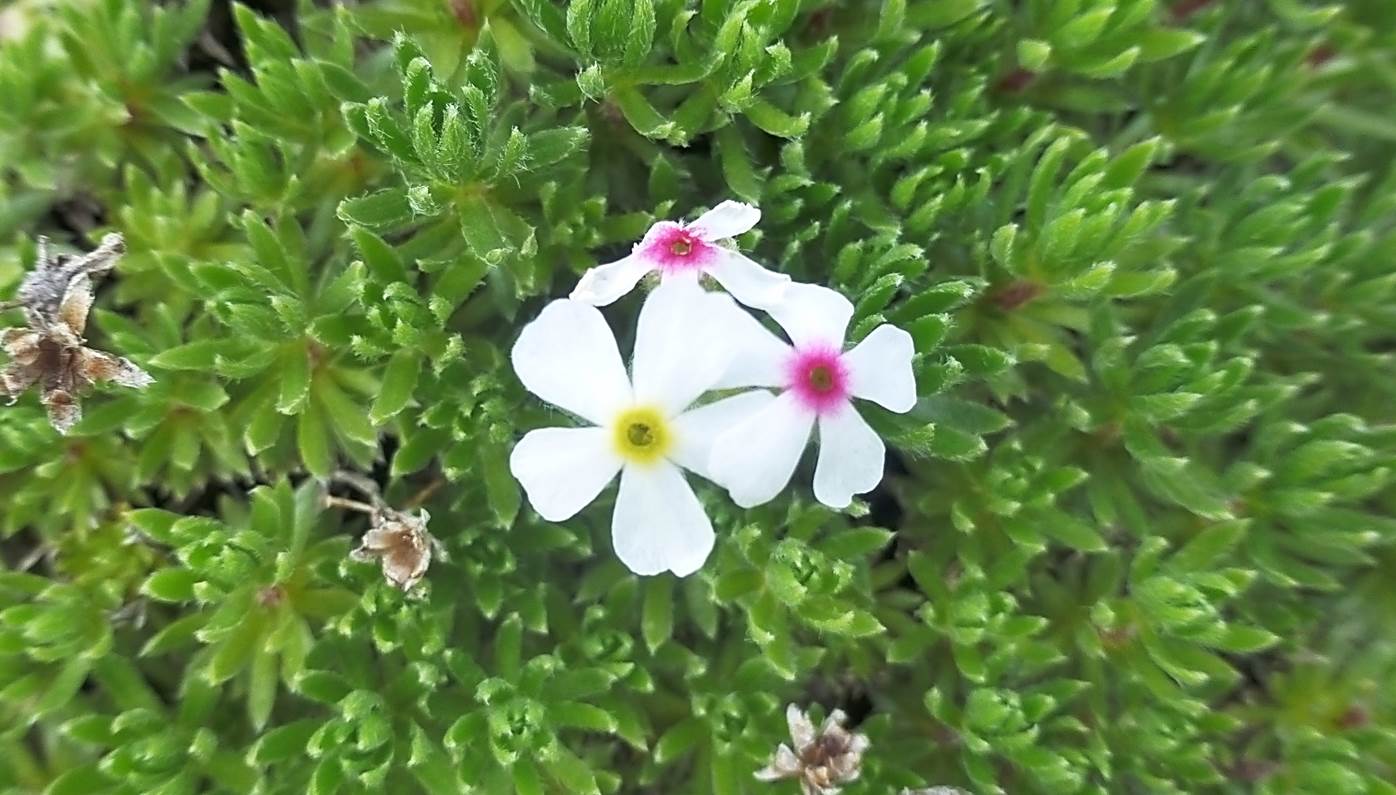 Image of Androsace barbulata specimen.