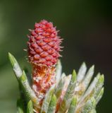 Pinus mugo. Верхушка побега с молодой шишкой ('Mops'). Германия, г. Дюссельдорф, Ботанический сад университета. 04.05.2014.