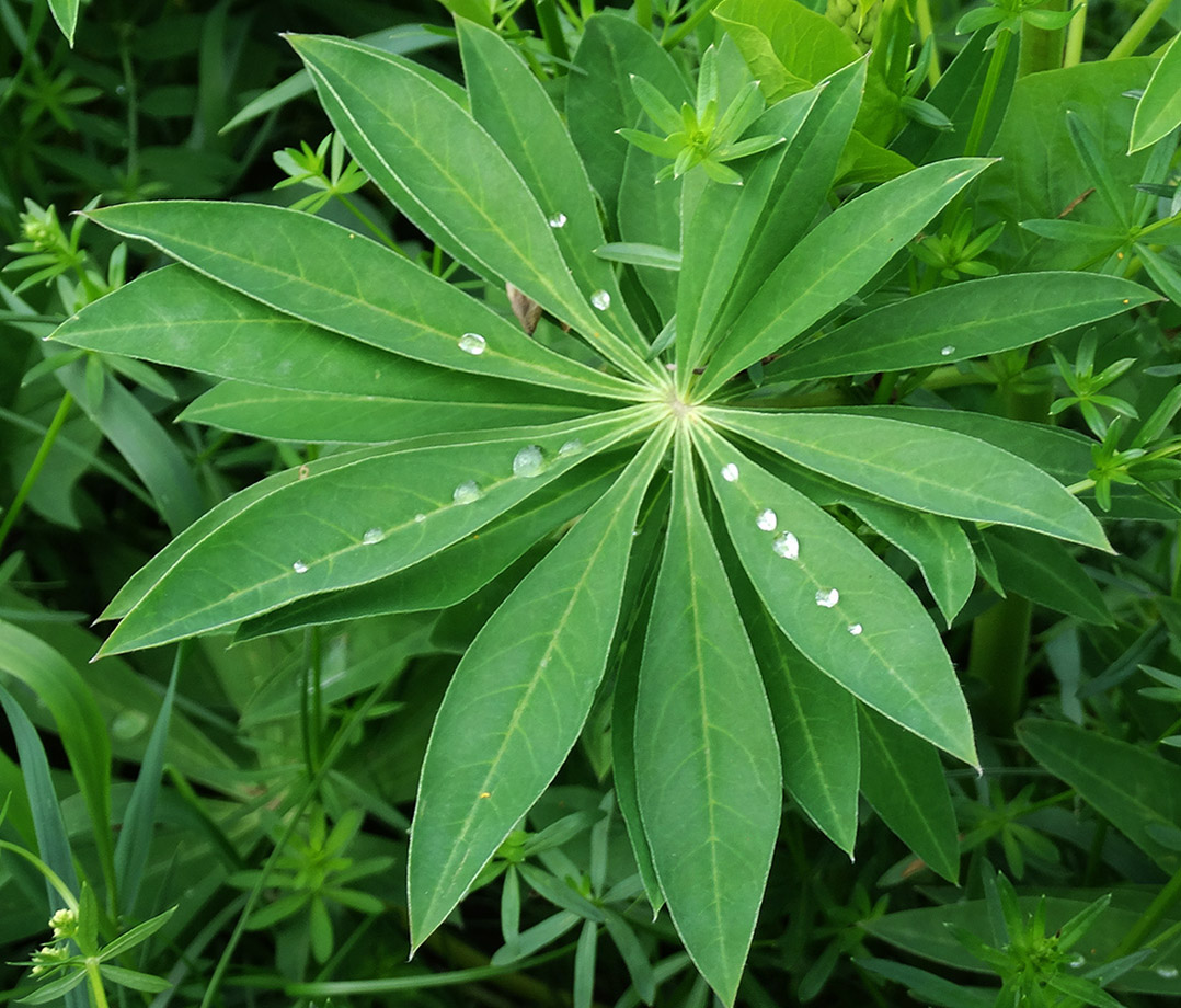 Изображение особи Lupinus &times; regalis.