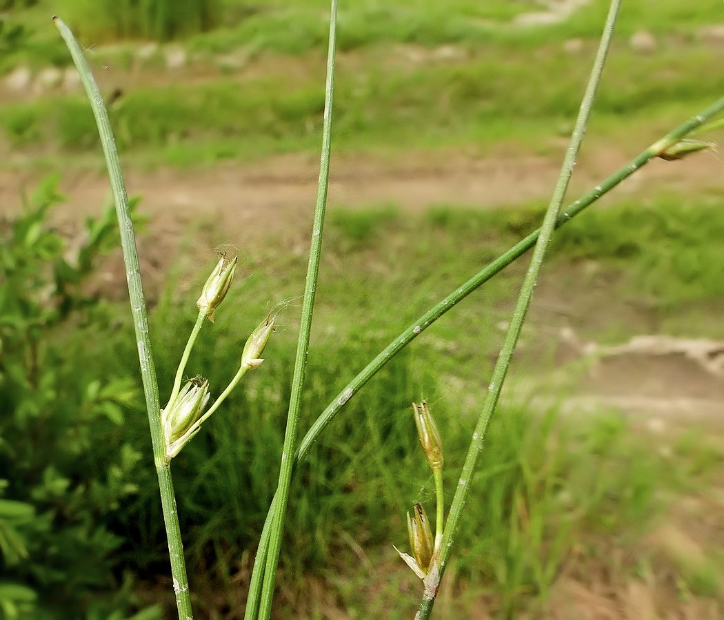 Изображение особи Juncus brachyspathus.