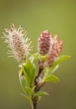 Salix myrsinites. Верхушка ветки цветущего мужского растения. Мурманская обл., окр. г. Мурманска, ключевое болото на склоне сопки. 12.06.2014.