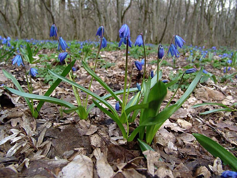 Изображение особи Scilla siberica.