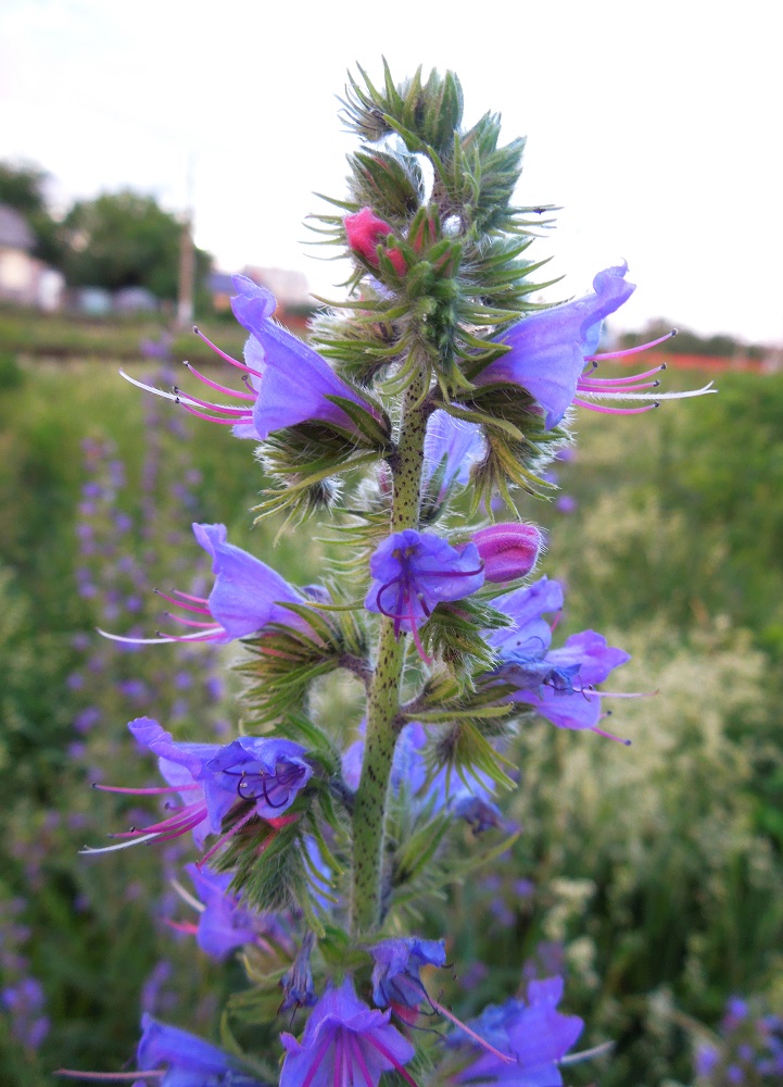 Изображение особи Echium vulgare.