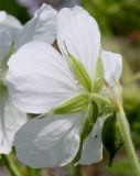 Geranium pratense