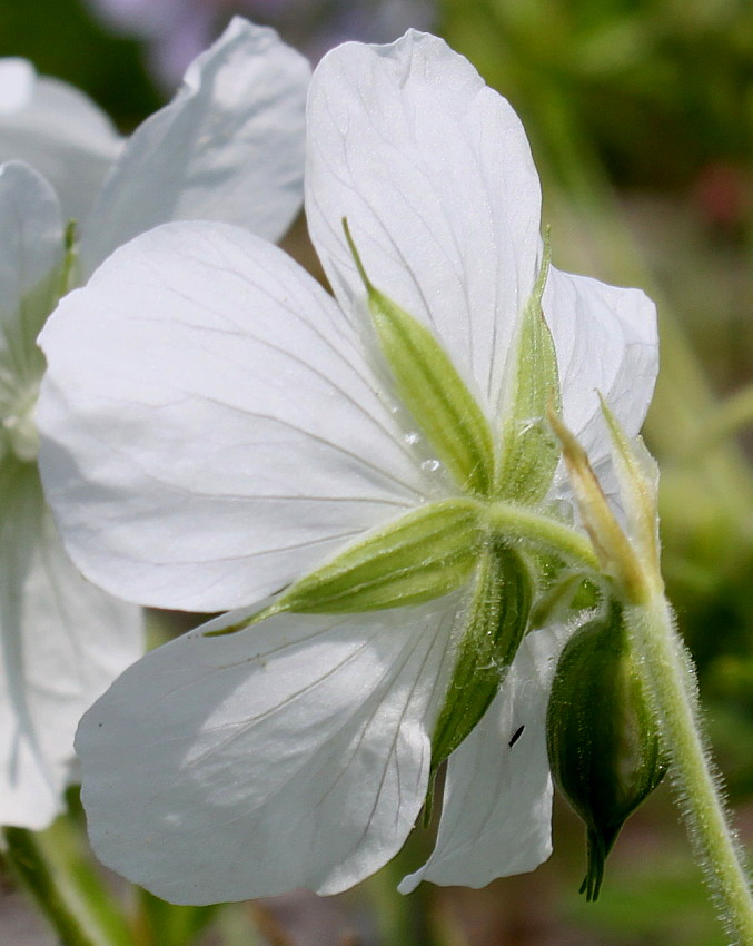 Изображение особи Geranium pratense.