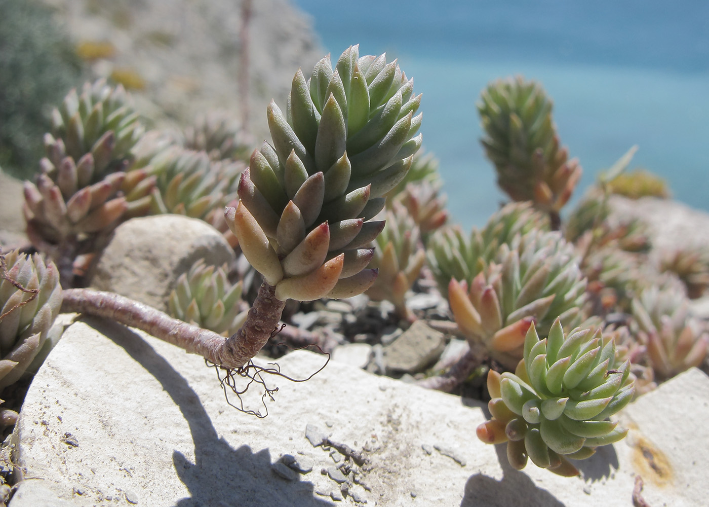 Image of Sedum reflexum specimen.