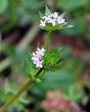 Sherardia arvensis