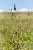 Phleum pratense