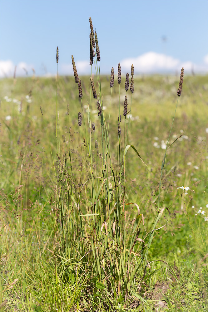 Image of Phleum pratense specimen.