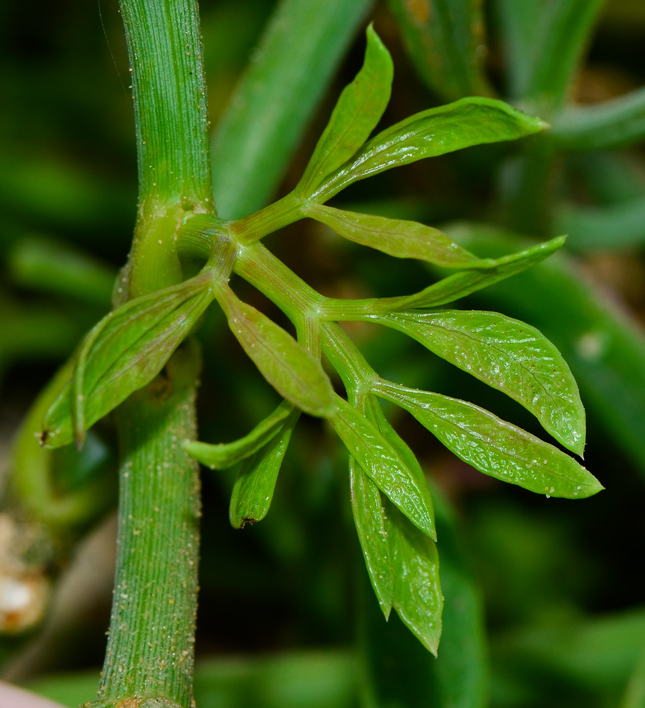 Изображение особи Crithmum maritimum.