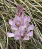 Onobrychis alba