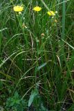 Sonchus arvensis ssp. uliginosus