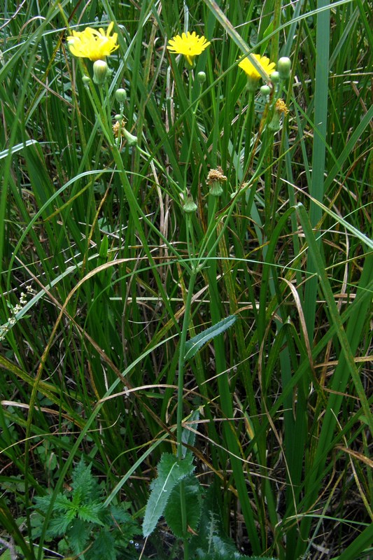 Image of Sonchus arvensis ssp. uliginosus specimen.