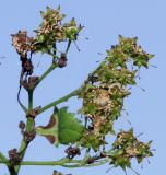 Neillia thyrsiflora. Соплодие с невызревшими плодами. Германия, г. Дюссельдорф, Ботанический сад университета. 03.06.2014.