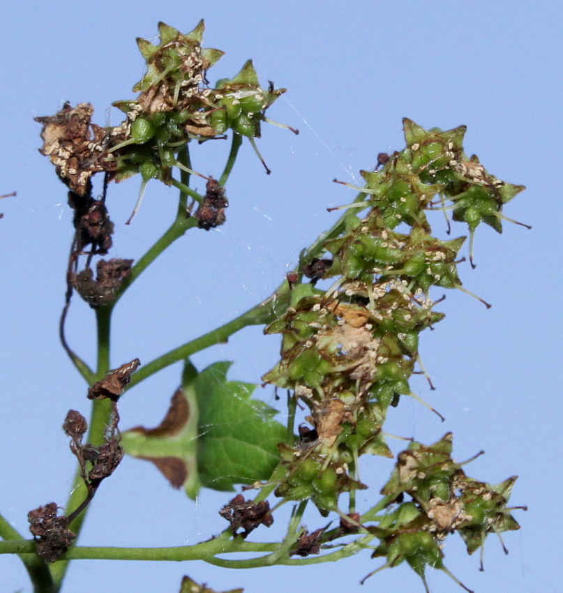 Image of Neillia thyrsiflora specimen.