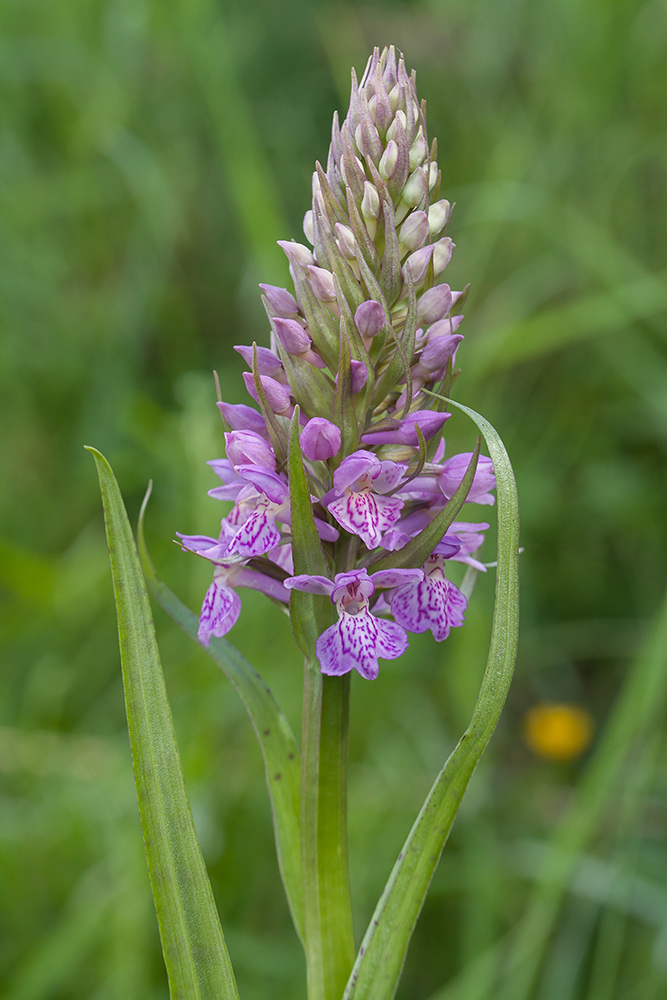 Image of Dactylorhiza baltica specimen.