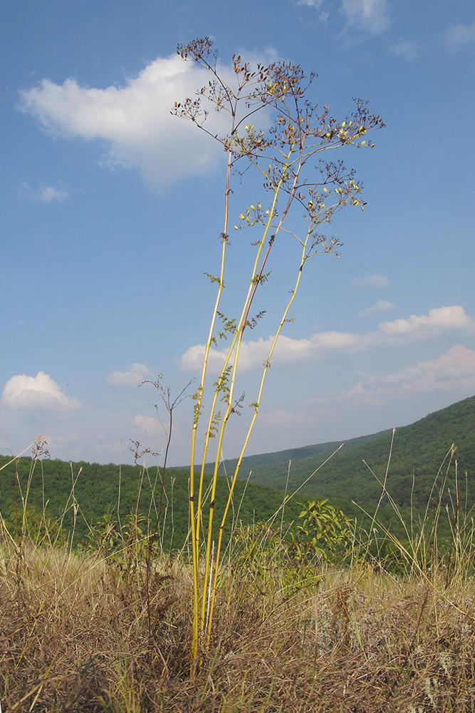 Image of Ferulago galbanifera specimen.