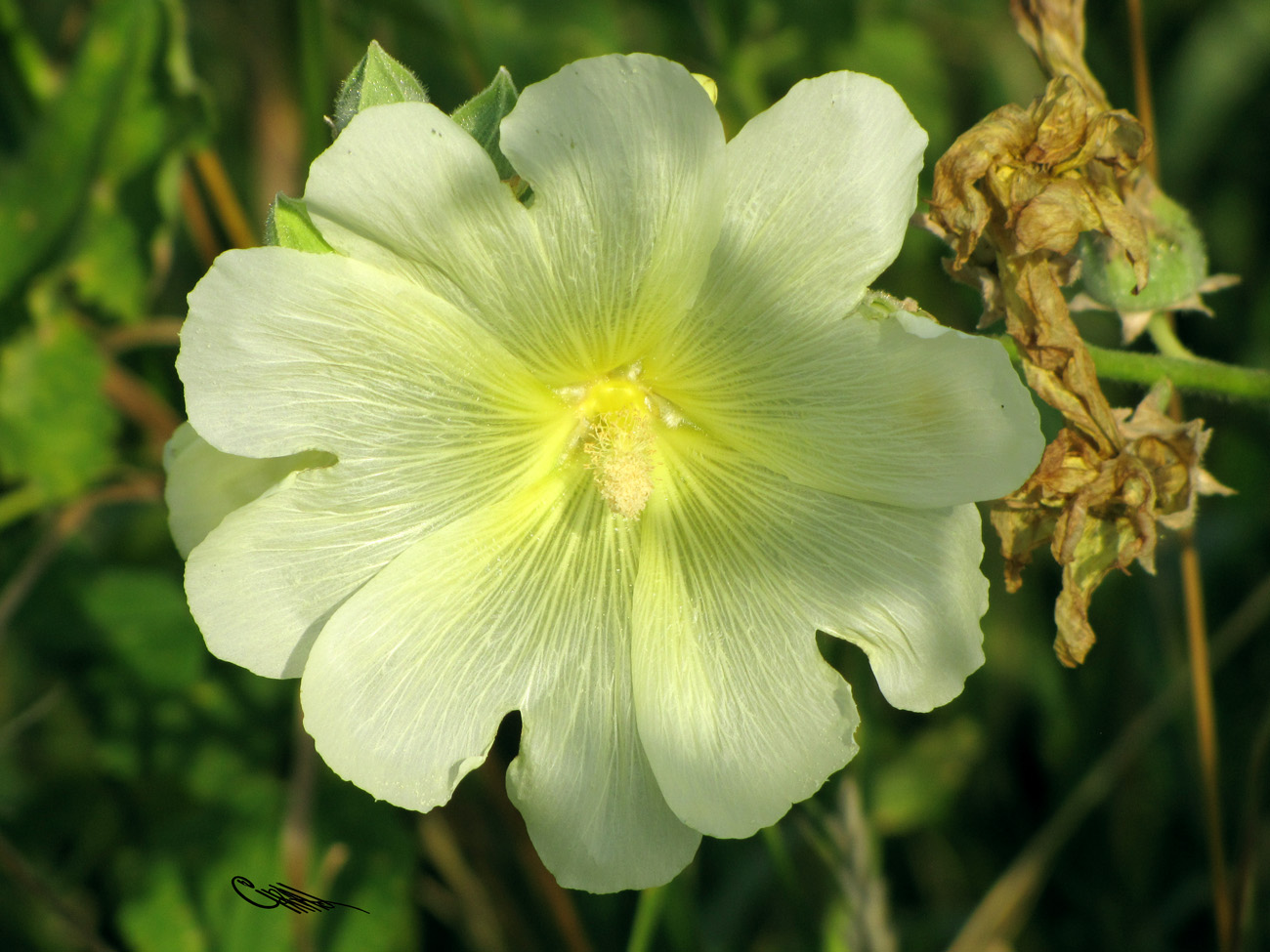 Изображение особи Alcea frolowiana.