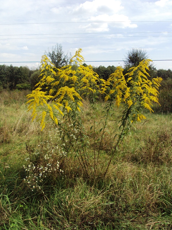 Image of Solidago canadensis specimen.