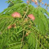 Albizia julibrissin. Ветвь с соцветиями и бутонами. Крым, п-ов Тарханкут, пгт Черноморское. 19.07.2009.