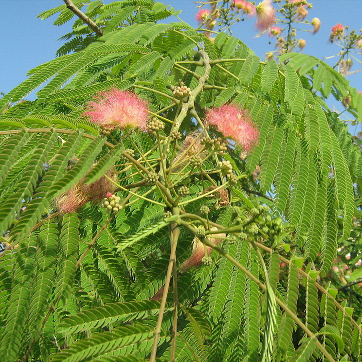 Image of Albizia julibrissin specimen.