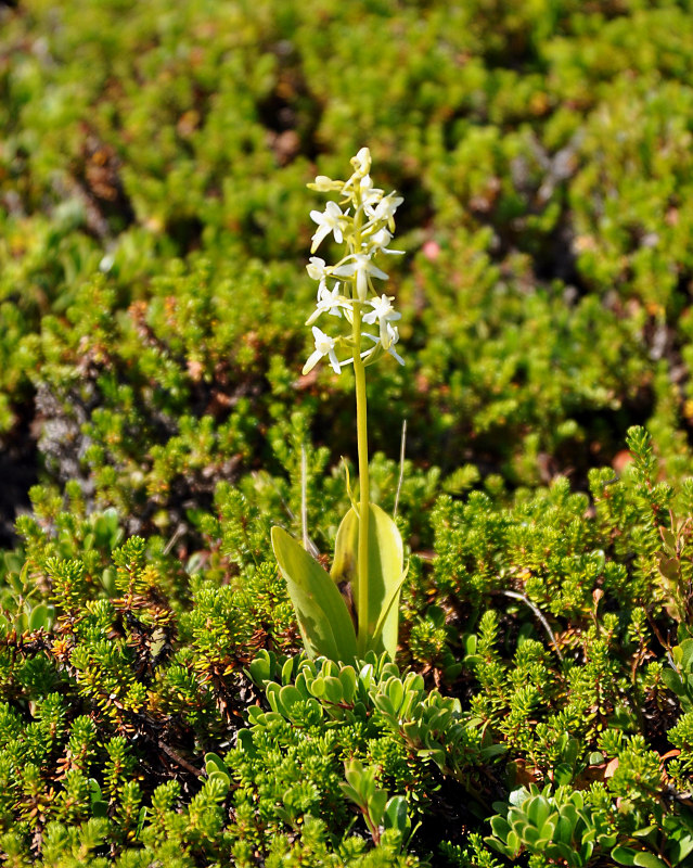 Изображение особи Platanthera bifolia.