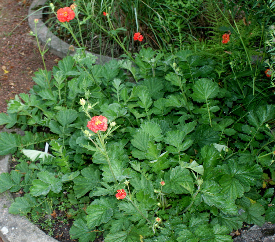 Изображение особи Geum quellyon.