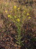 Sisymbrium loeselii. Цветущее растение. Украина, г. Запорожье, балка Партизанская. 29.08.2014.