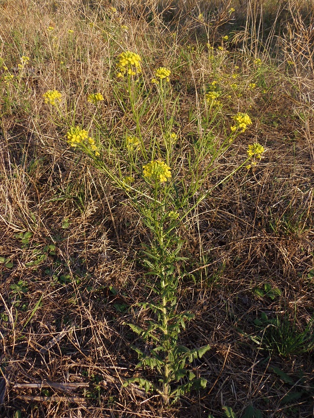 Изображение особи Sisymbrium loeselii.