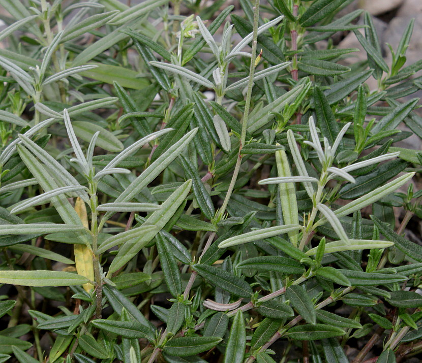 Image of Helianthemum pilosum specimen.