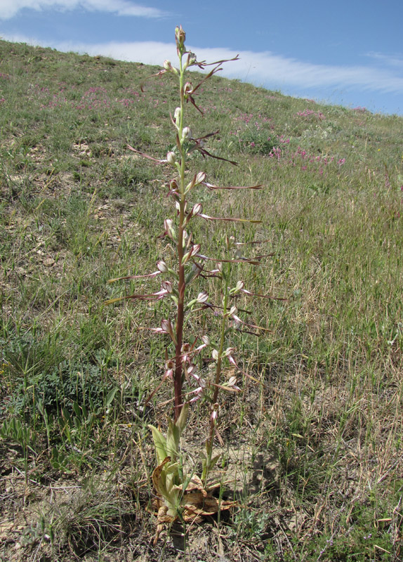 Изображение особи Himantoglossum caprinum.