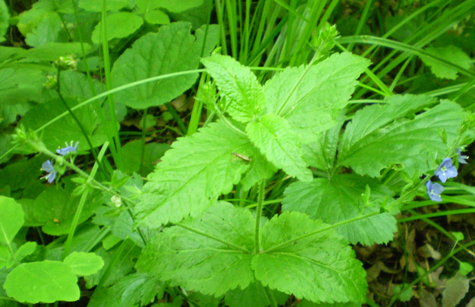 Image of Veronica magna specimen.