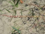 Corispermum declinatum