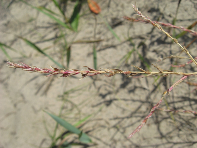 Image of Corispermum declinatum specimen.