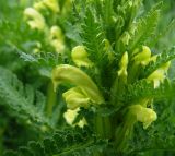 Pedicularis kaufmannii