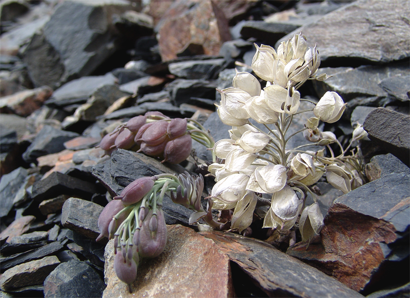 Image of Pseudovesicaria digitata specimen.