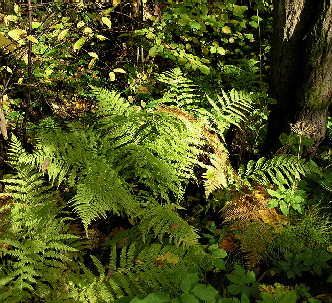 Image of Athyrium filix-femina specimen.