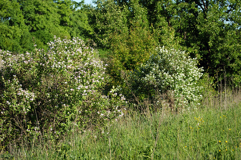 Image of Lonicera tatarica specimen.